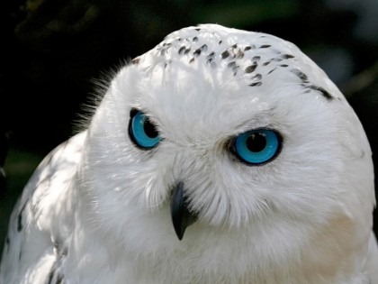 [whiteowl1_420x315%255B4%255D.jpg]