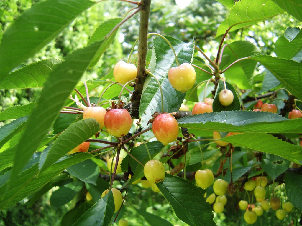 [cherries%255B3%255D.jpg]