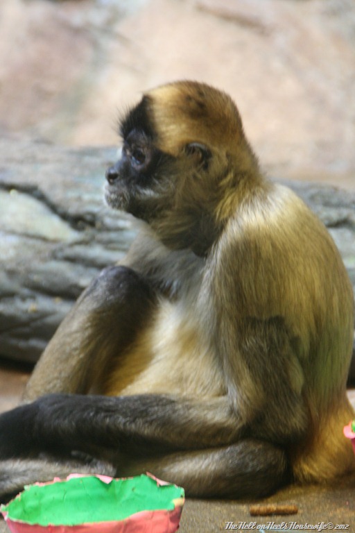 [wreath%2520and%2520zoo%2520074%255B4%255D.jpg]
