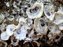 1502121 Feb 15 Oyster Shells On Rock