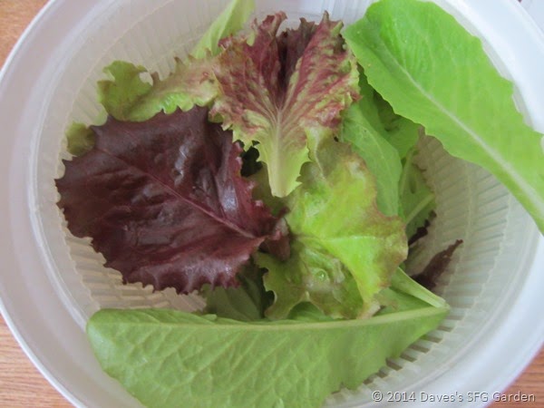 [lettuce%255B16%255D.jpg]