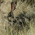 Black-tailed.jackrabbit.dscn1984