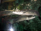 Cool fish at the Shark Reef Aquarium at Mandalay Bay.