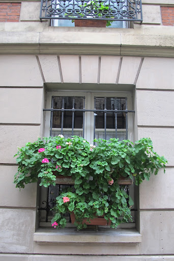 Who would ever have imagined geraniums flourishing in a window box in January? The green was unbelievable. Who would ever have imagined geraniums flourishing in a window box in January? The green was unbelievable.