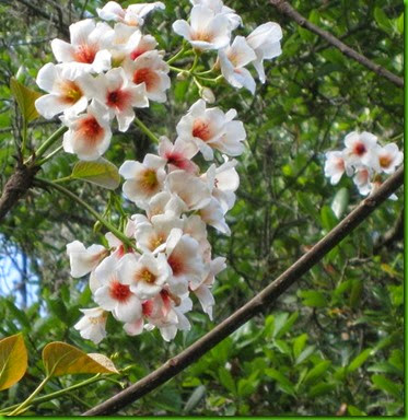 Aleurites fordii Aleurites fordii