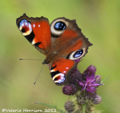 [23%2520peacock%255B2%255D.jpg]
