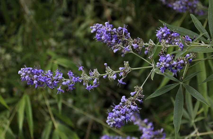 [110719_chaste_tree_212.jpg]