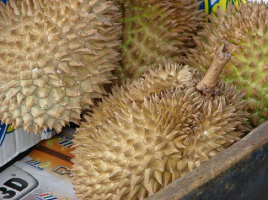 durian.png Durian Fruit (Durio spp)