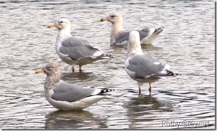 Herring Gull at far left