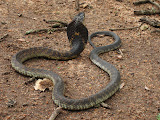 South Africa - 069.JPG