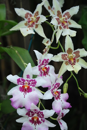 The purple and white ones are lovely.