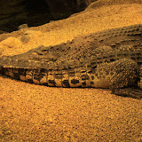 Im Aquarium in Skansen. Stockholm - 3 Tag 248.jpg