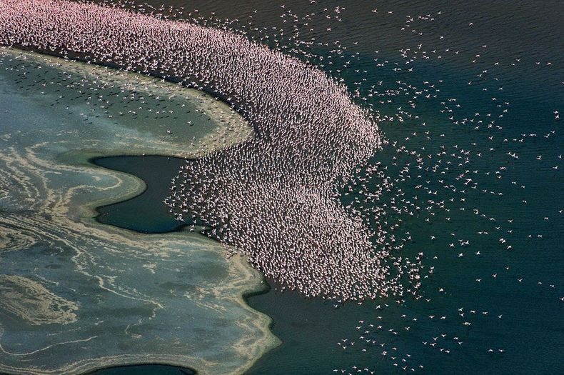 كينيا و بحيرة ناكورو  Lake-nakuru-flamingos-13%255B2%255D