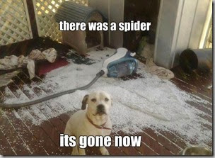 there was a spider3