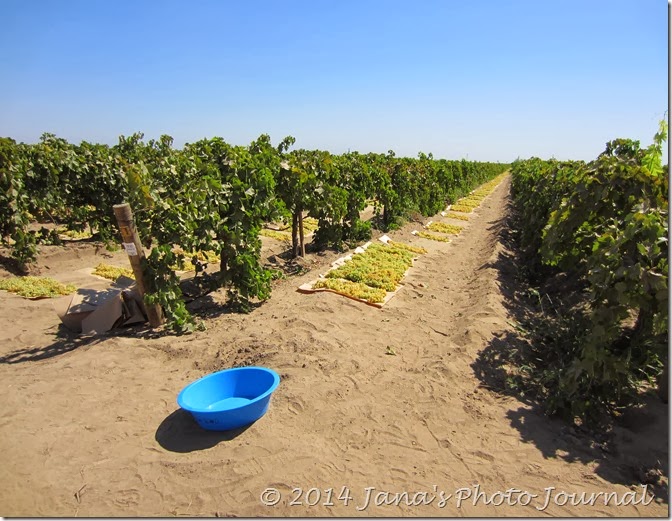 Newly Picked Grapes