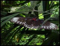 Malaysia, Kuala Lumpur, Butterfly Park, 18 September 2012 (5)