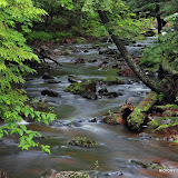 The Little Carp River / Taken just after a nice rain / Porcupine Mountains State Park / Upper Michigan
