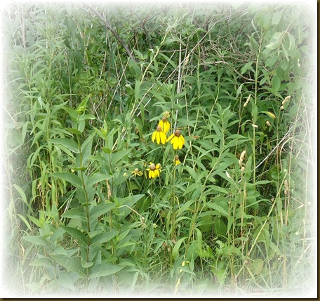 Lone coneflower