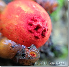 Sue Reno, Calostroma  cinnabarinum, macro view 3