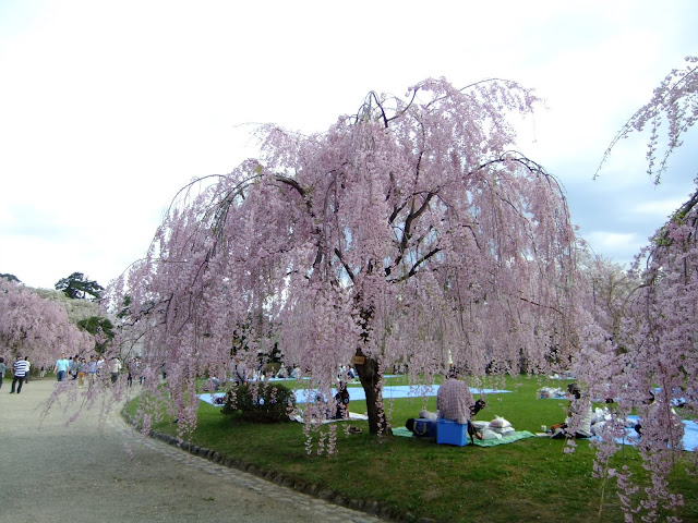 しだれ桜。綺麗。