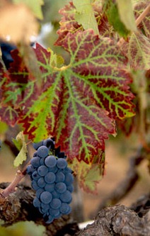 [grape_leaf%255B3%255D.jpg]