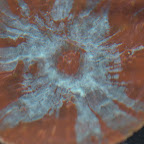 DSC_2160.jpg