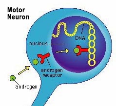 [Androgen%2520Receptor%25202%255B3%255D.jpg]