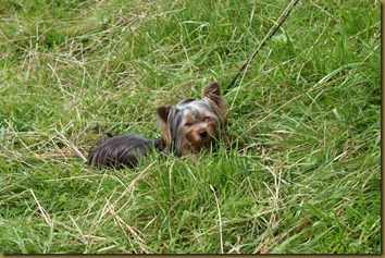Huldra, Yorkshire Terrier