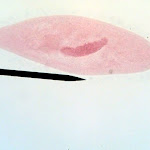 paramecium01.jpg