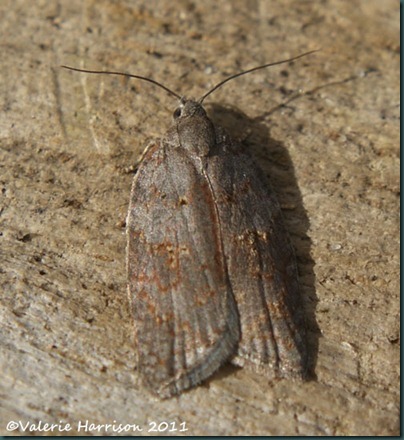 acleris sparsana