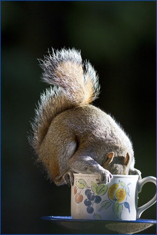Grey squirrel looking for food in teacup