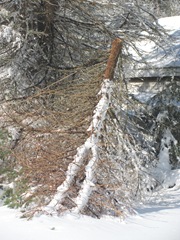 Blizzard 2.10.2013 back yard broken limb clsup16