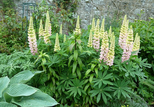 [lupins%255B3%255D.jpg]