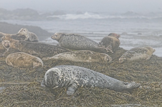 [Machais%2520seals%25202%2520MSB_8421%2520NIKON%2520D300S%2520July%252003%252C%25202011%255B3%255D.jpg]