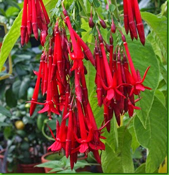 aaa Fuchsia boliviana aaa Fuchsia boliviana