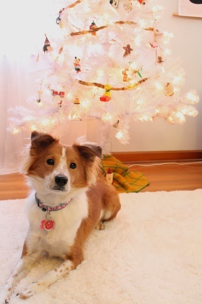 rental revival christmas tree with petunia the dog