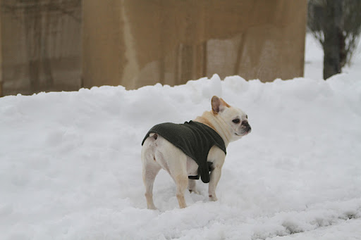 As you can see, Blizzard Nemo dumped a good deal of snow on the farm.