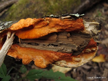 cinnabar polypore cinnabar polypore