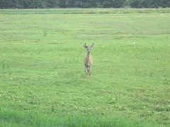 7.26.2012 deer on morse bros bog facing woods listening and watching2