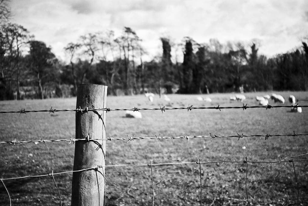 [Spring-Fields-3%255B3%255D.jpg]