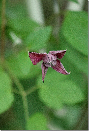 Clematis_AvantGarde