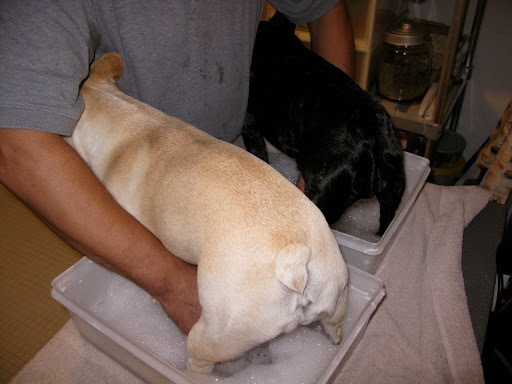 Why are we standing in this foot bath?  You know we don't really like getting wet.