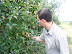Picking Apples
