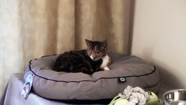 [Katze1%255B3%255D.jpg]