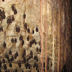 Bats