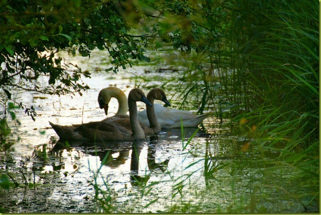 Upton Fen Broad & Marshes