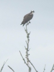 7.31.12 osprey mother on tree branch5