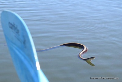 something that makes me glad I am in a kayak and not in the water