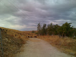 Rebaño de cabras junto a polígono de Colmenar Viejo