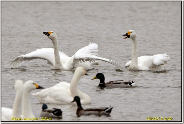 Slimbridge WWT - December